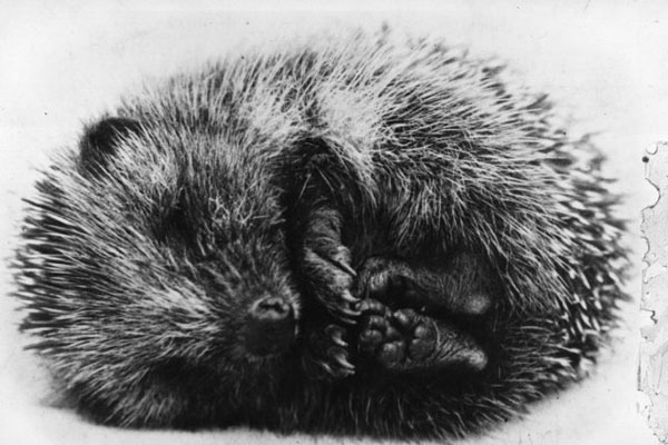 Hedgehog - Mushin - Floriane Pochon